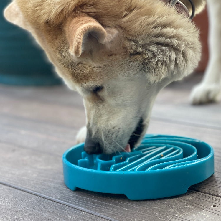 Dog Bowl Shallow Slow Feeder