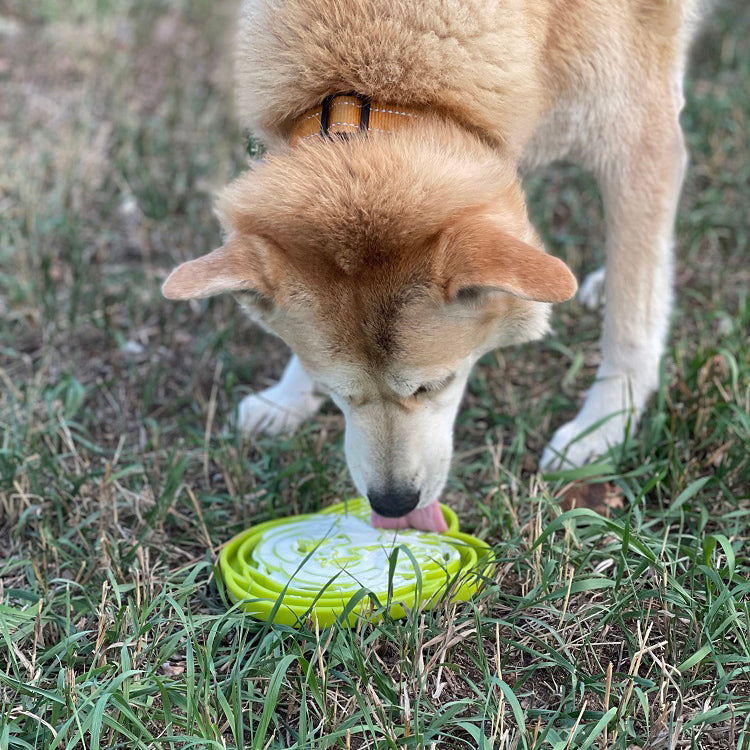 Dog sniffing a green and white object on grass
