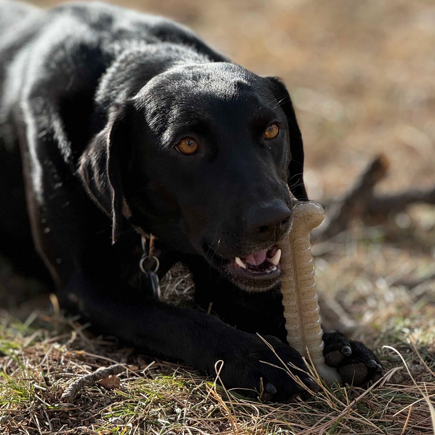 Black dog holding a long object in its mouth on a grassy field