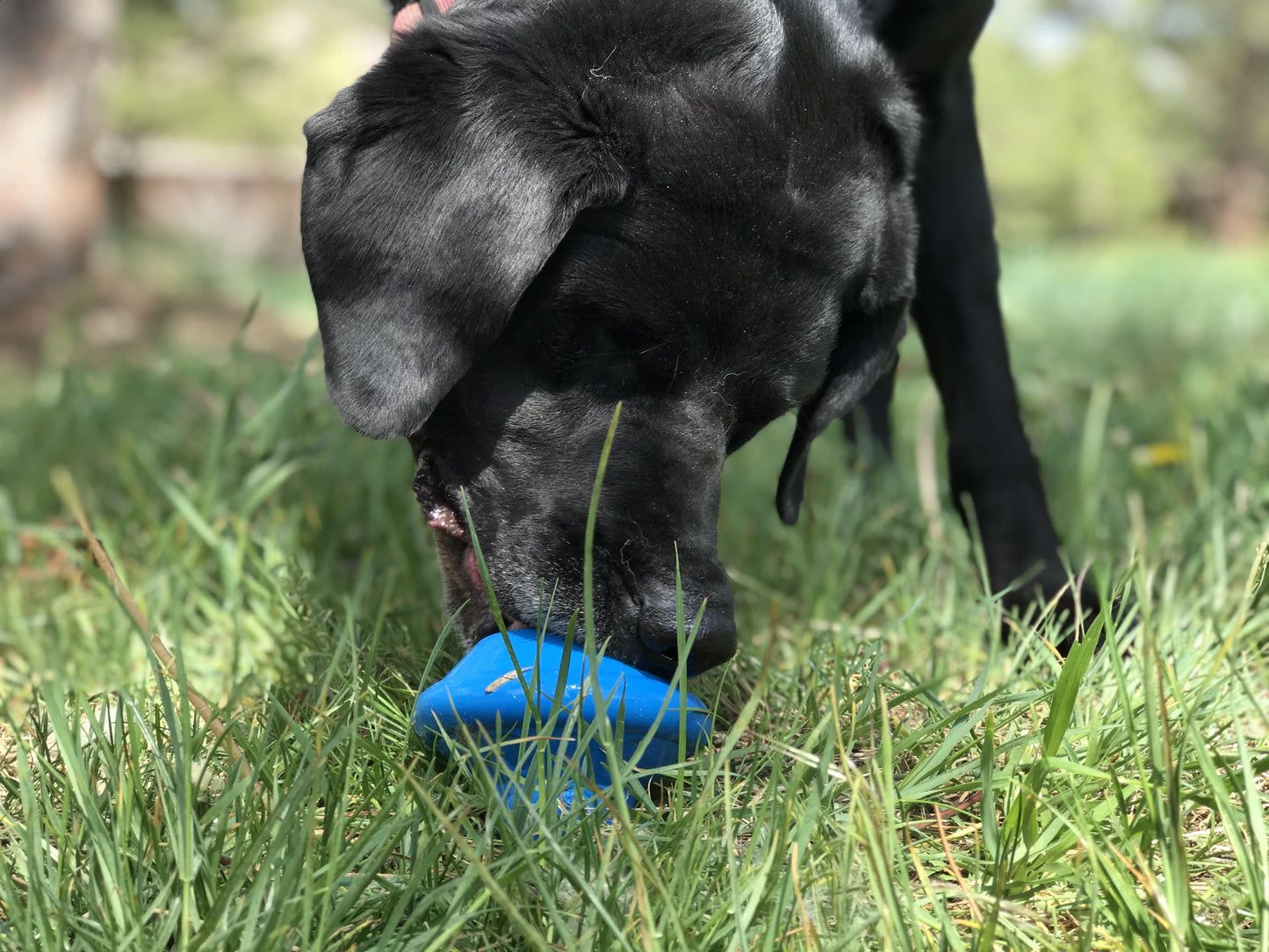 Black dog playing with a blue ball on grass