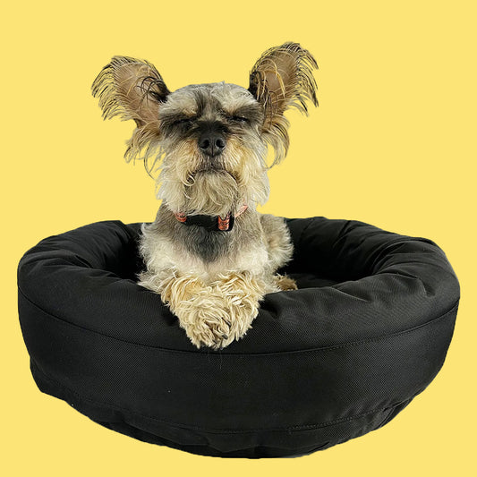 Dog sitting on a black pet bed with a YELLOW background
