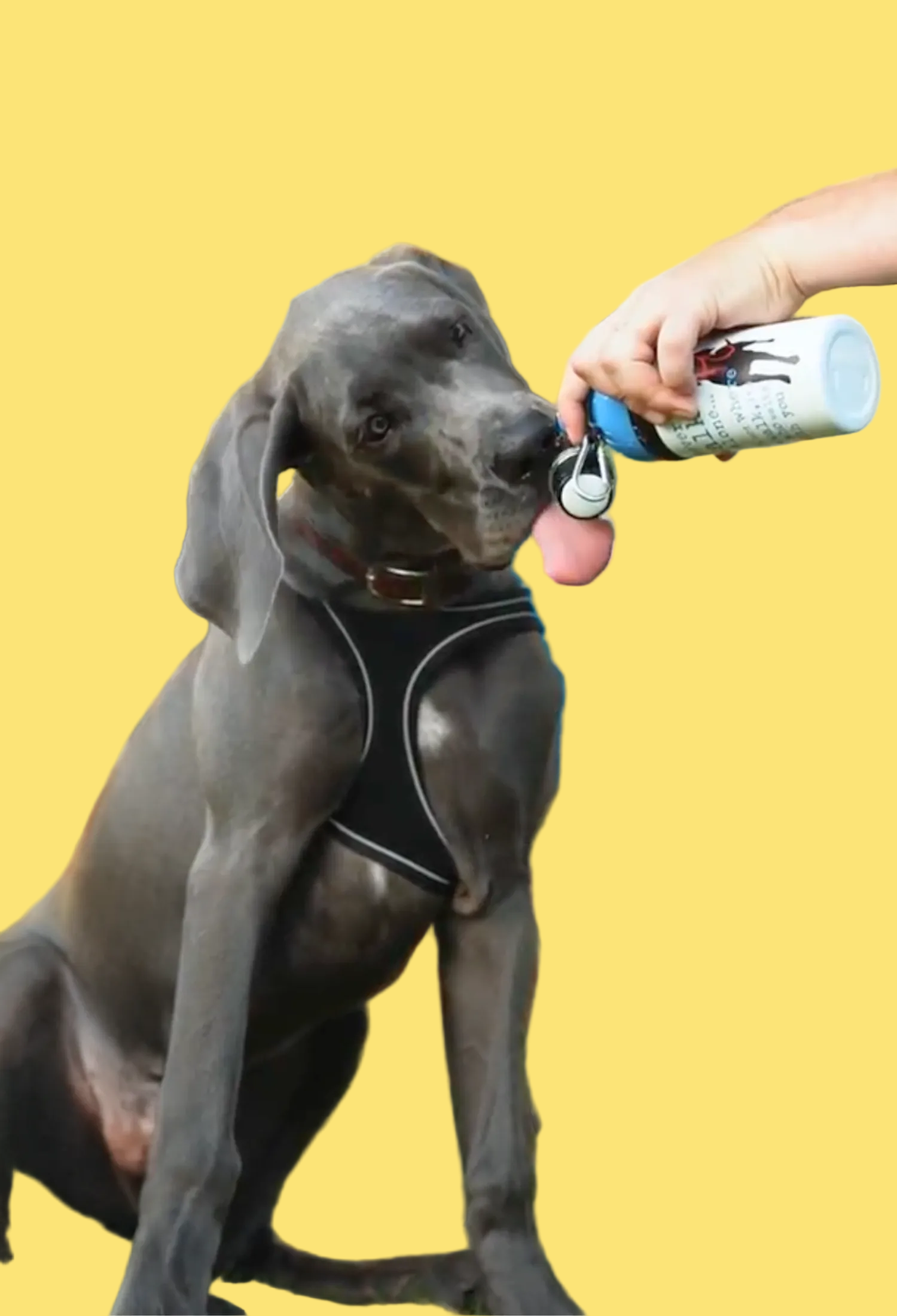 Dog being given a treat by a person outdoors