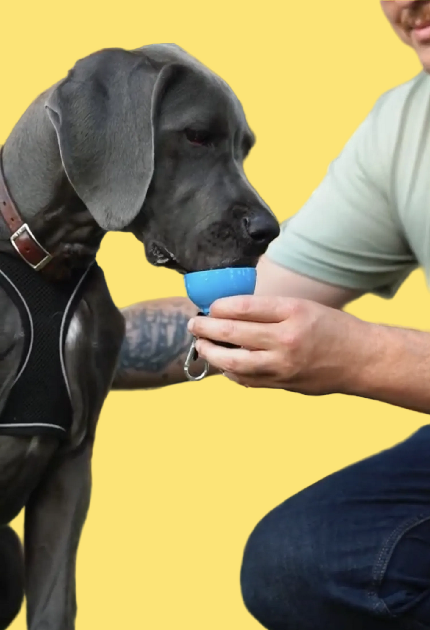 Dog holding a blue ball in its mouth with a person in a park setting