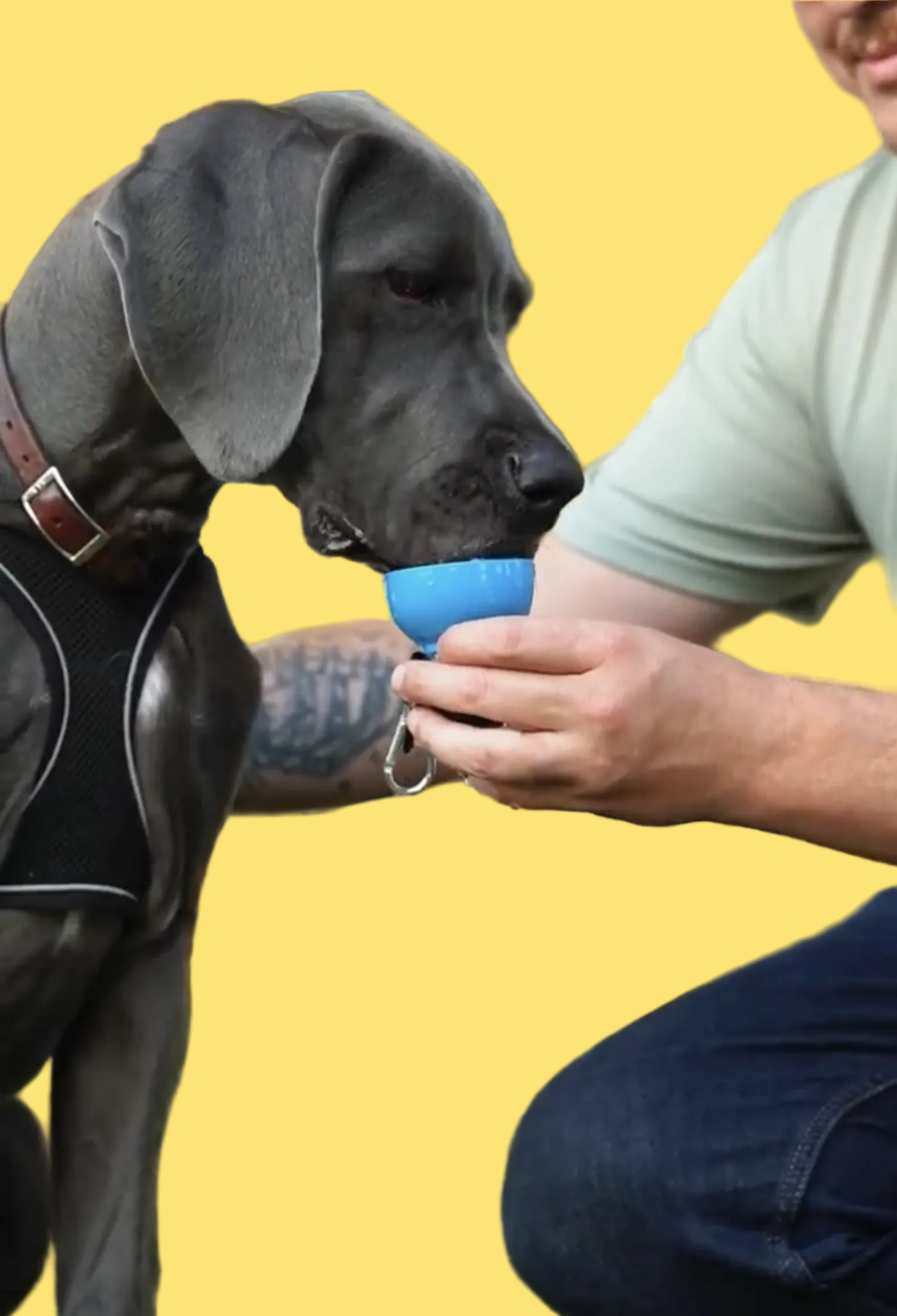 Dog holding a blue ball in its mouth with a person in a park setting