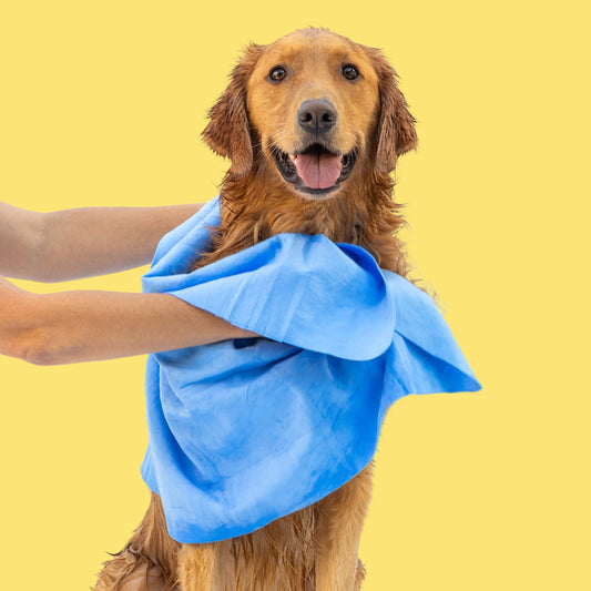 Dog wrapped in a blue towel with a white background