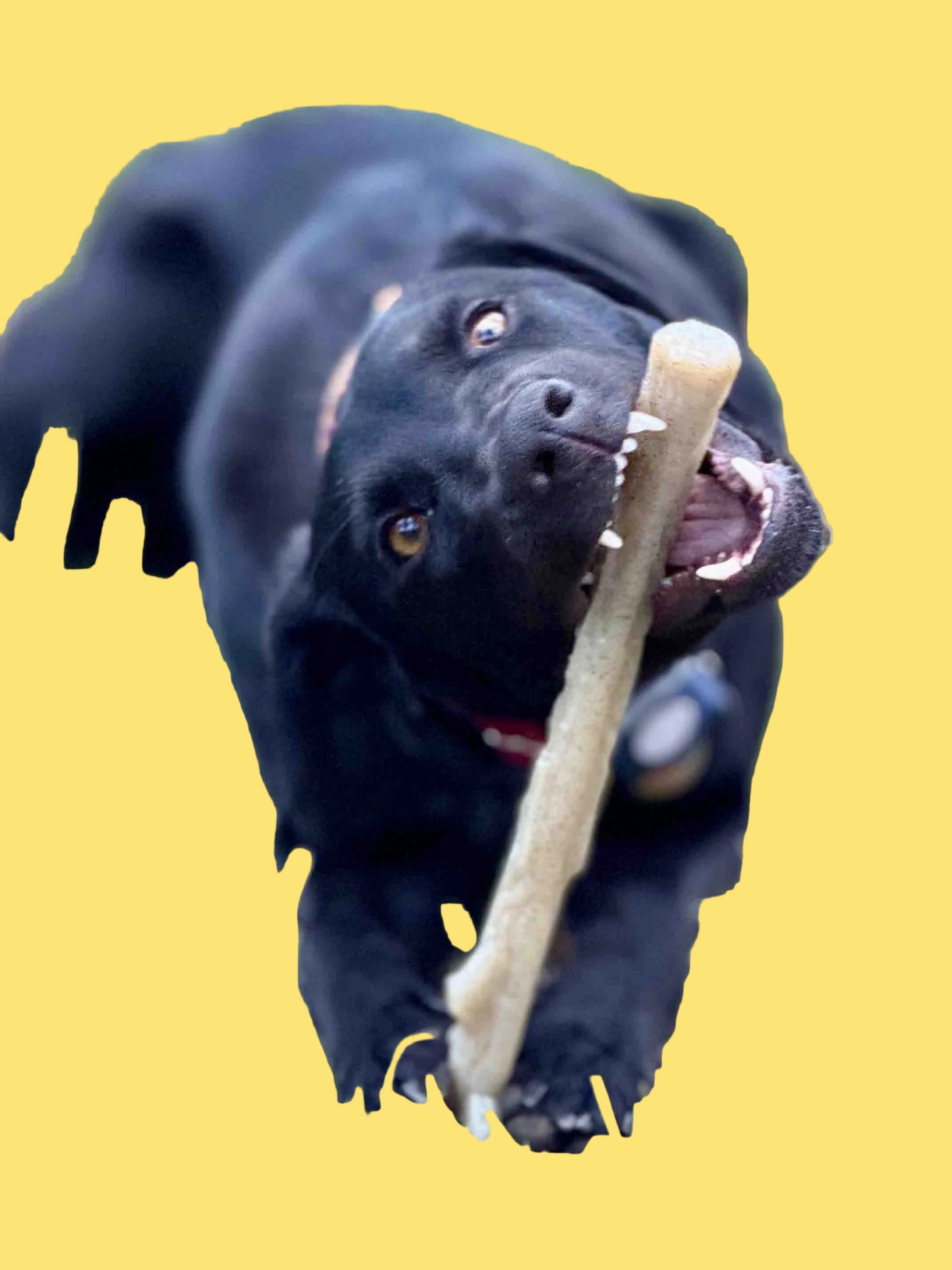 Black dog playing with a bone on grass