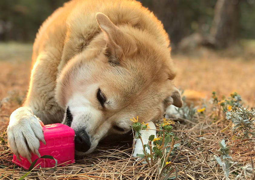TOY: Surf's Up! Retro Van Dog Toy - Durable Chew Toy for Large Dogs