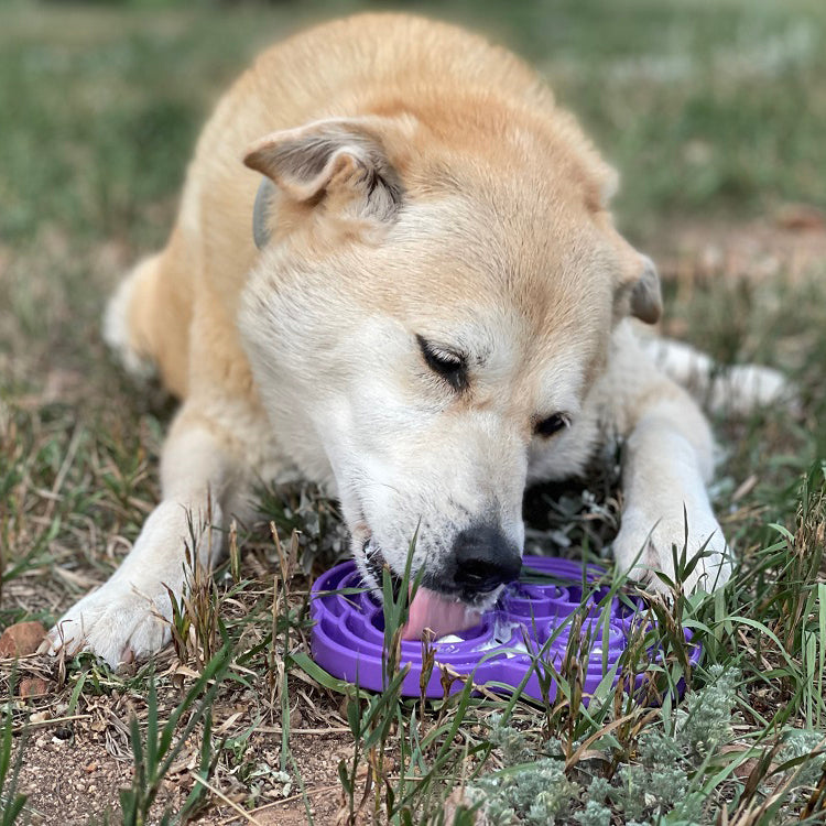 Dog drinking from a purple bowl in a grassy area