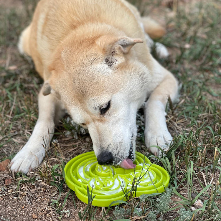 Dog interacting with a green silicone mat on grass