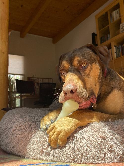 Dog chewing on a bone-shaped toy on a fluffy pillow in a cozy living room.