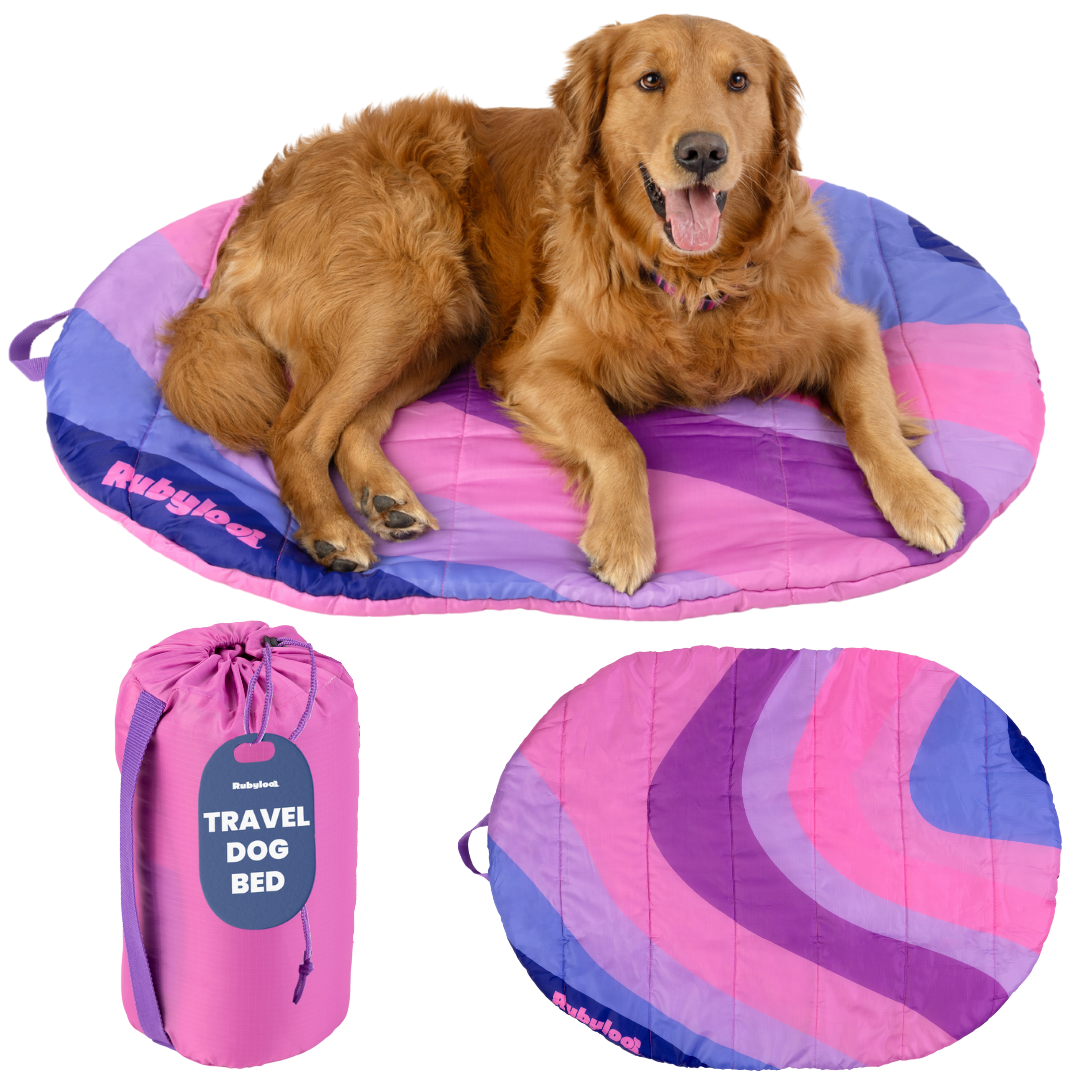 Dog lying on a colorful travel dog bed with a carrying case below, on a white background.