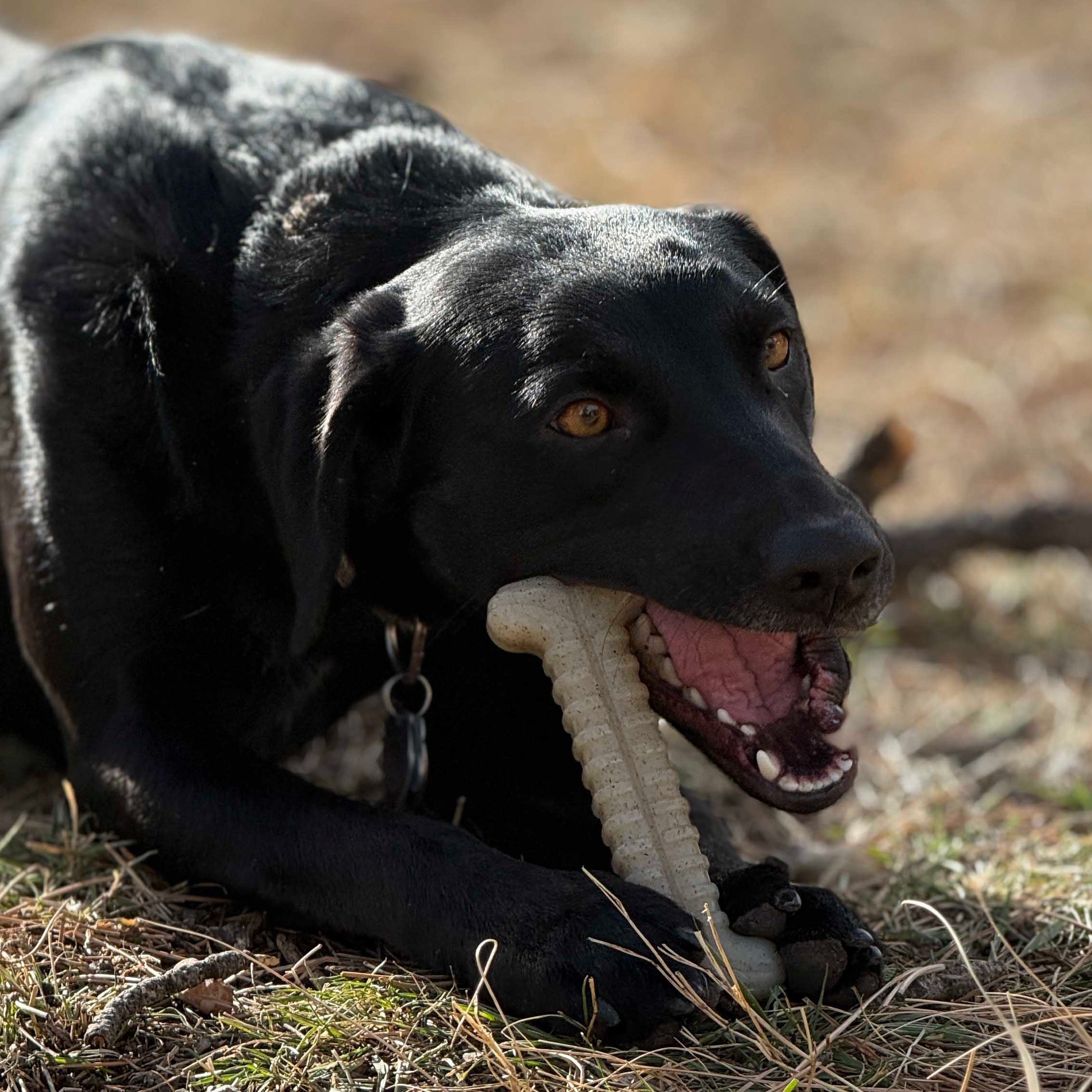 Black dog lying on grass with a toy in its mouth