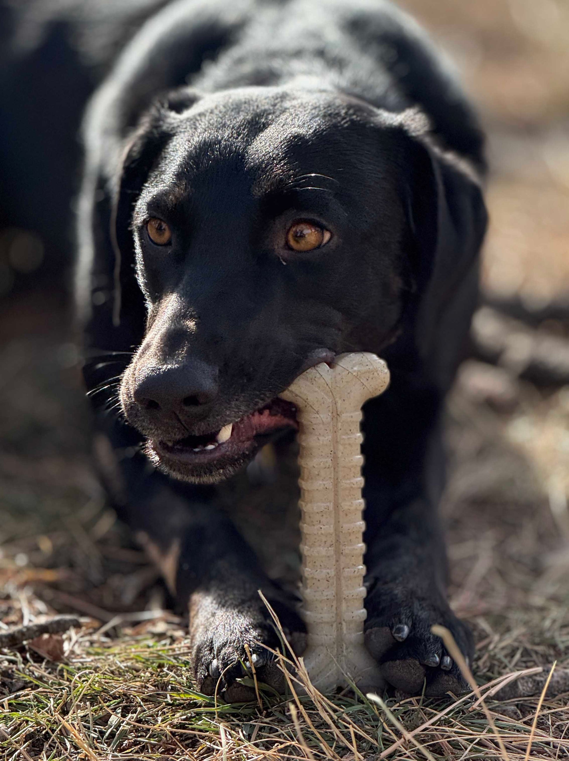 Black dog holding a bone-shaped chew toy in its mouth on grass.