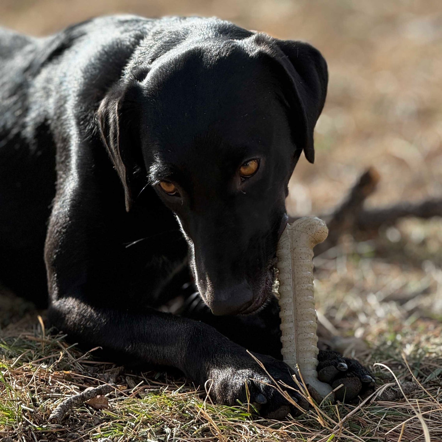 Black dog lying on the ground with a stick in its mouth