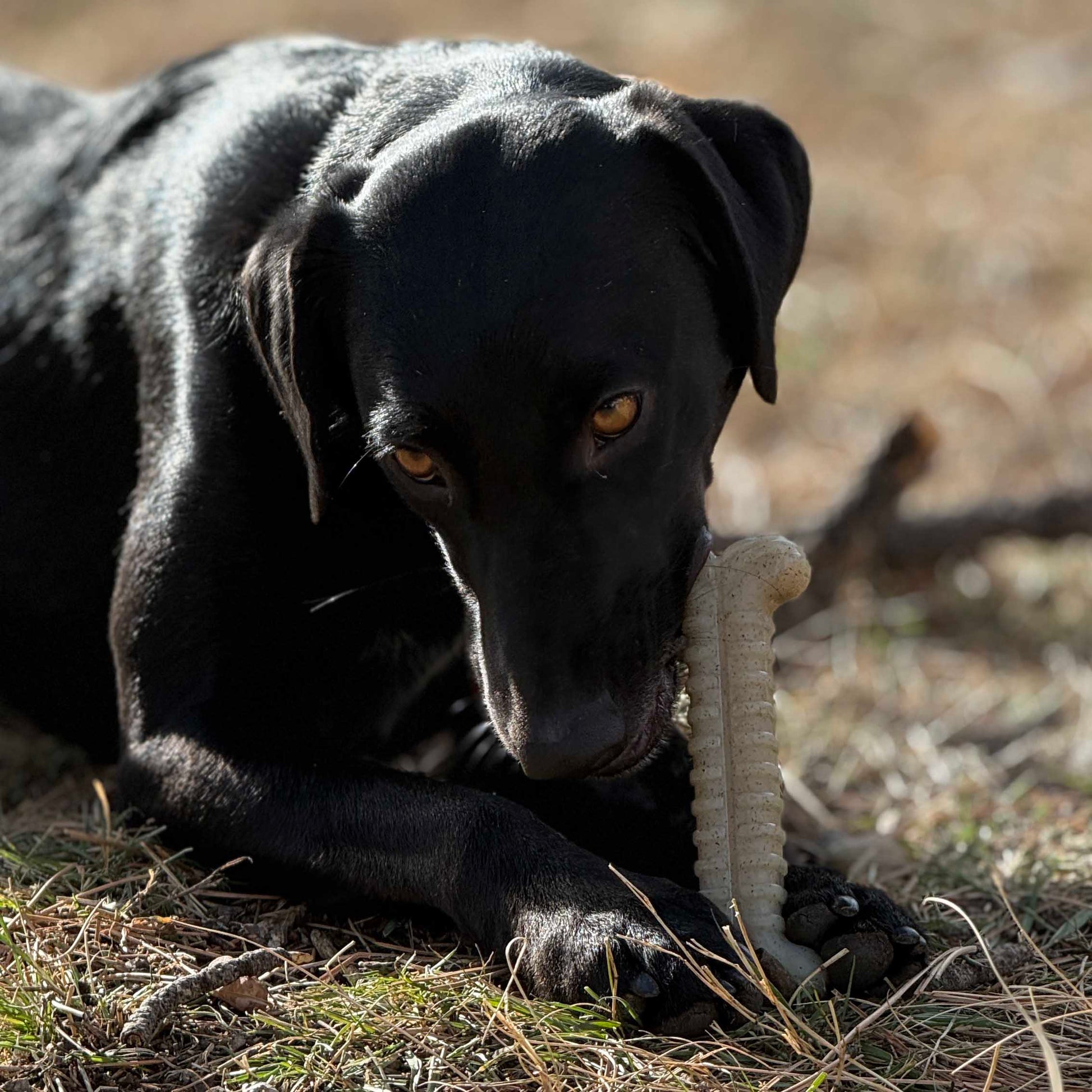 Black dog lying on the ground with a stick in its mouth