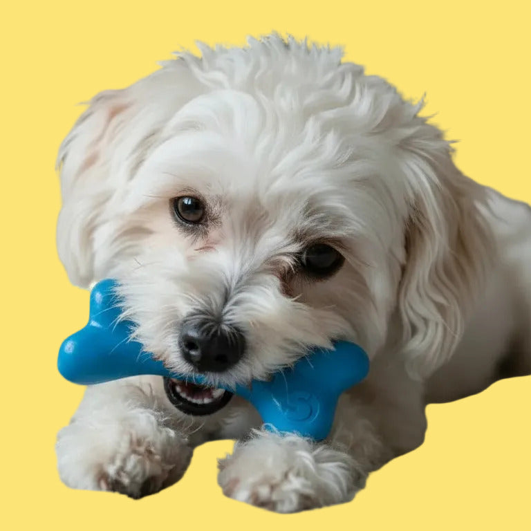 Small white dog playing with a blue bone-shaped toy on a light-colored surface.