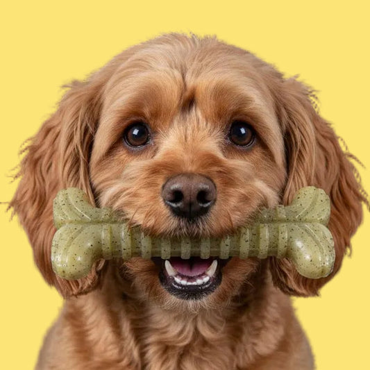 Dog holding a green bone-shaped chew toy in its mouth against a black background