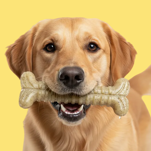 Dog holding a bone-shaped chew toy in its mouth against a white background