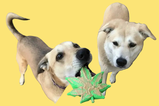 Two dogs looking at a green and red star-shaped cookie on a wooden deck.