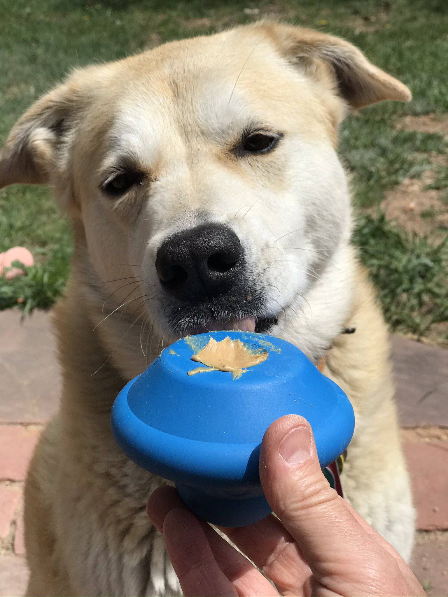 Dog holding a blue toy with a leaf design, outdoors.