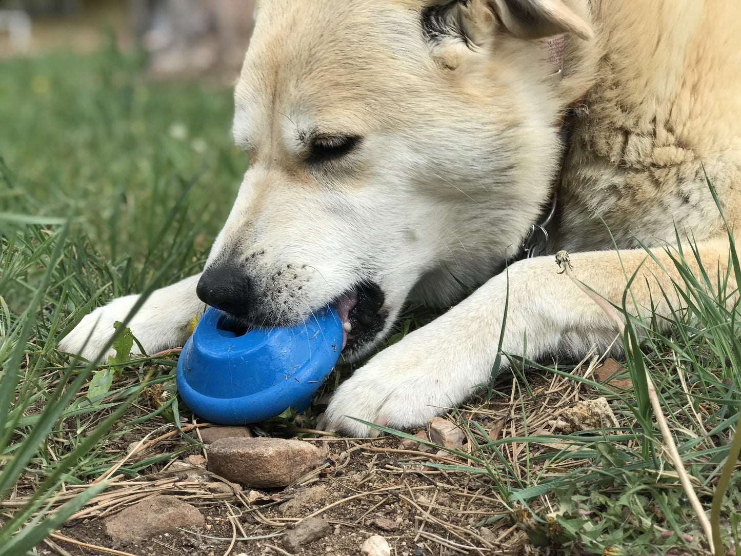 Dog playing with a blue ball in a grassy area